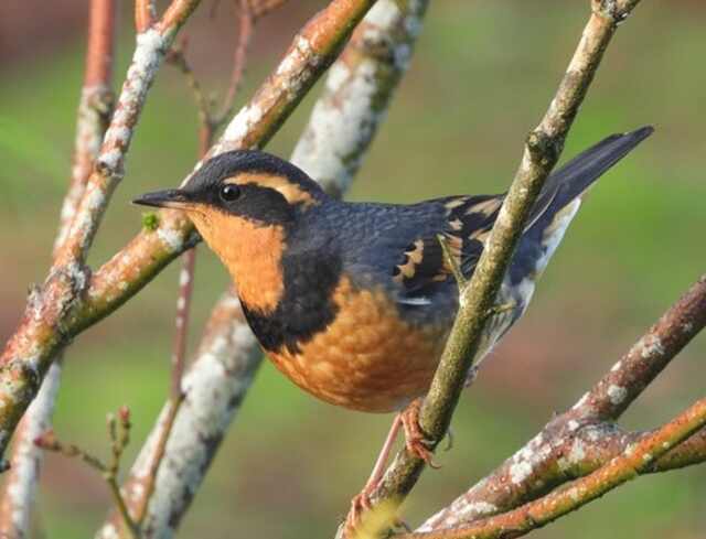 A Varied Thrush perched in a tree.