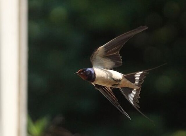 A Barn Swallow flying to its nest.