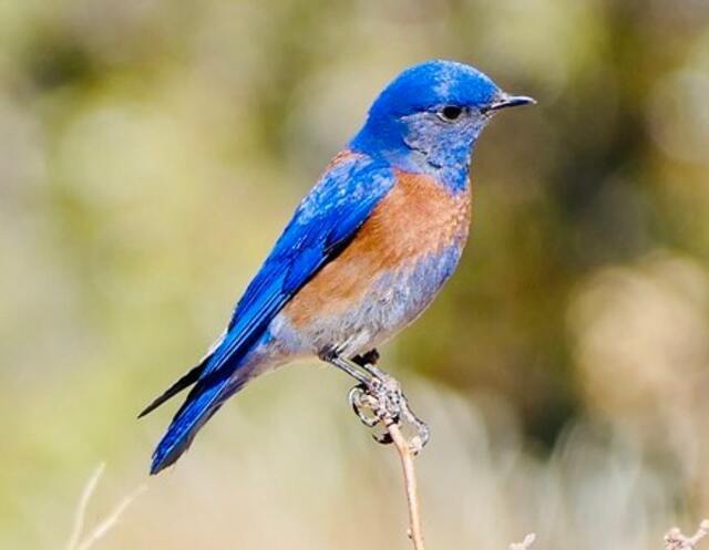 A Western Bluebird perched on a branch.