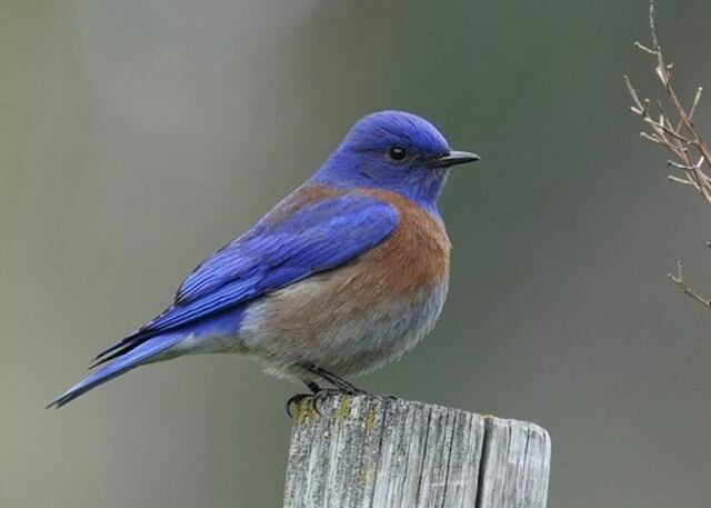 A Western Bluebird perched on a wooden post.
