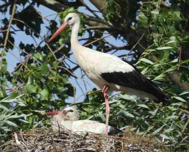 A female white stork with its young one in the nest.