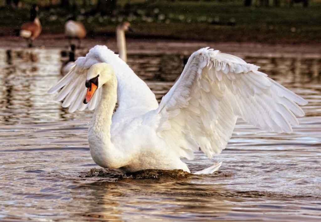 A White Swan spreading its wings in the water.