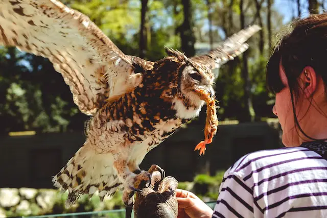 A woman with a trained owl on her arm eating.