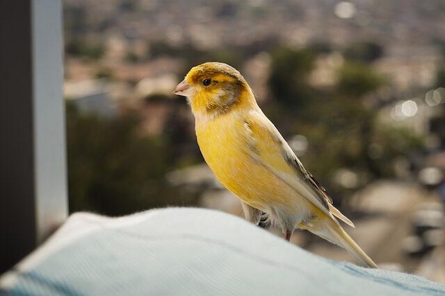 A yellow bird perched in a window.