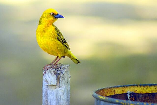 A Yellow bird on a post in South Africa.