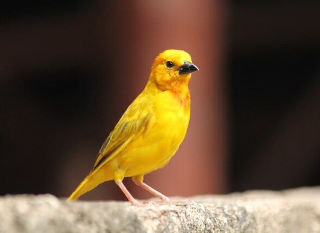 A yellow bird perched on a tree.