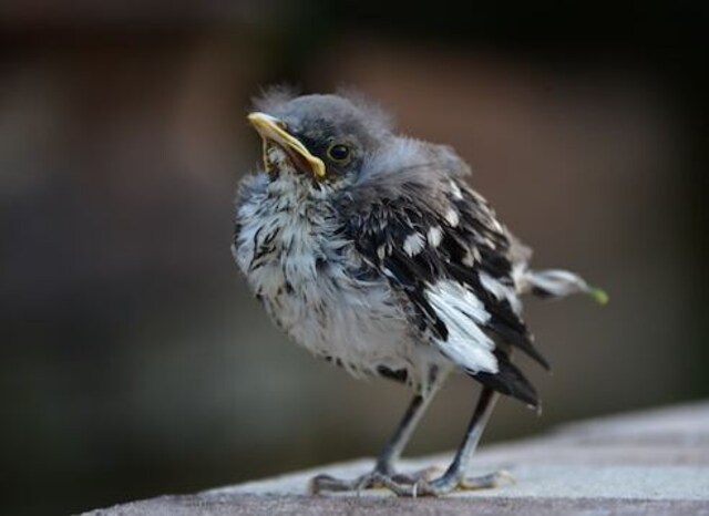 A young northern mockingbird that splashed in a pool.