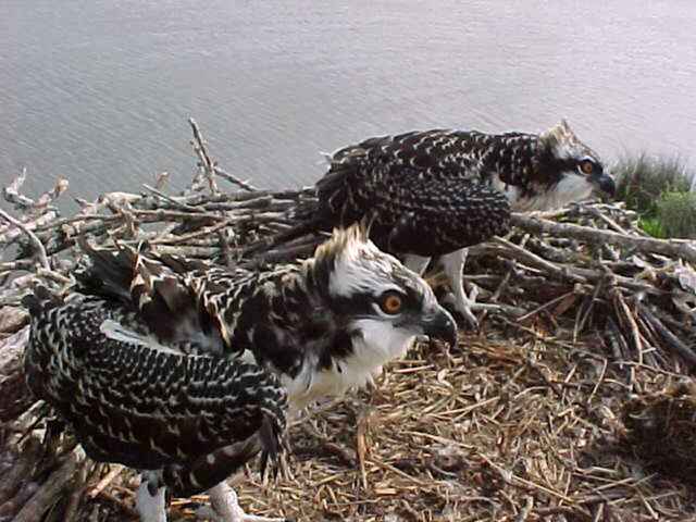A couple of young Osprey in their nest.