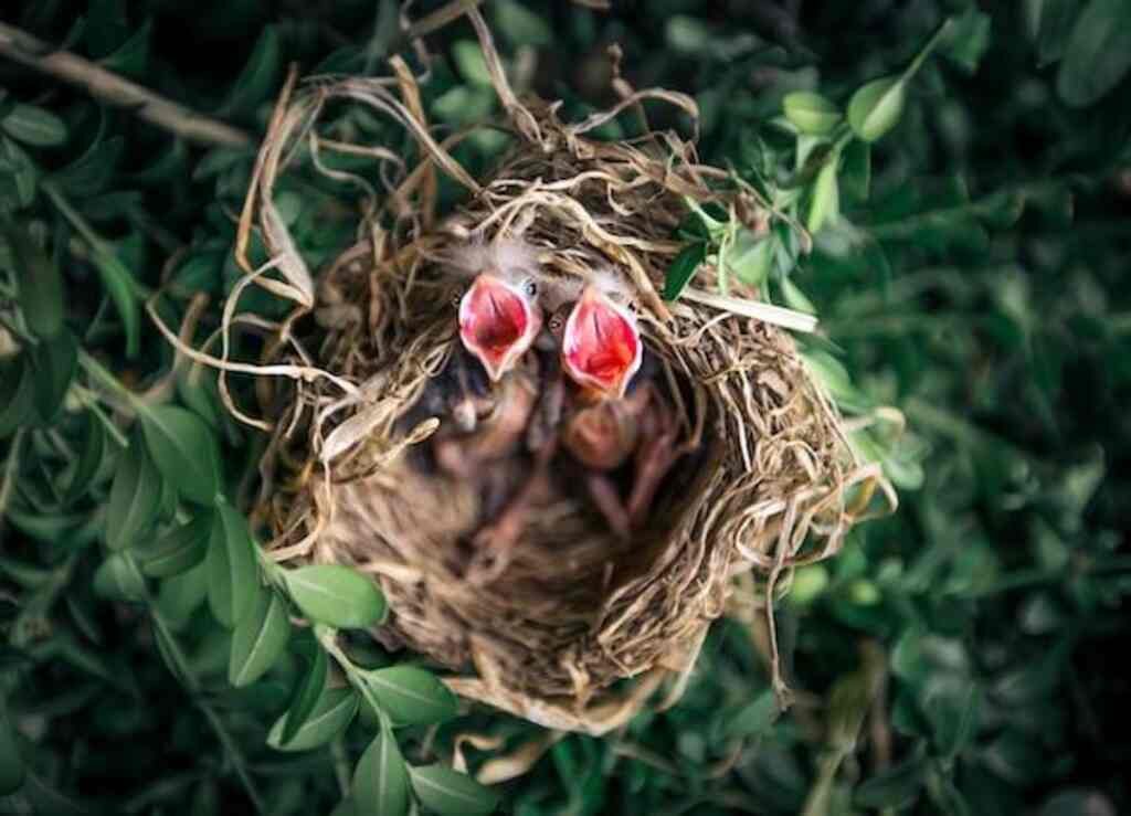 Hungry baby birds in a nest.