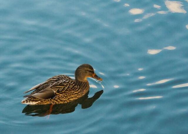An American Black Duck floating in the water.