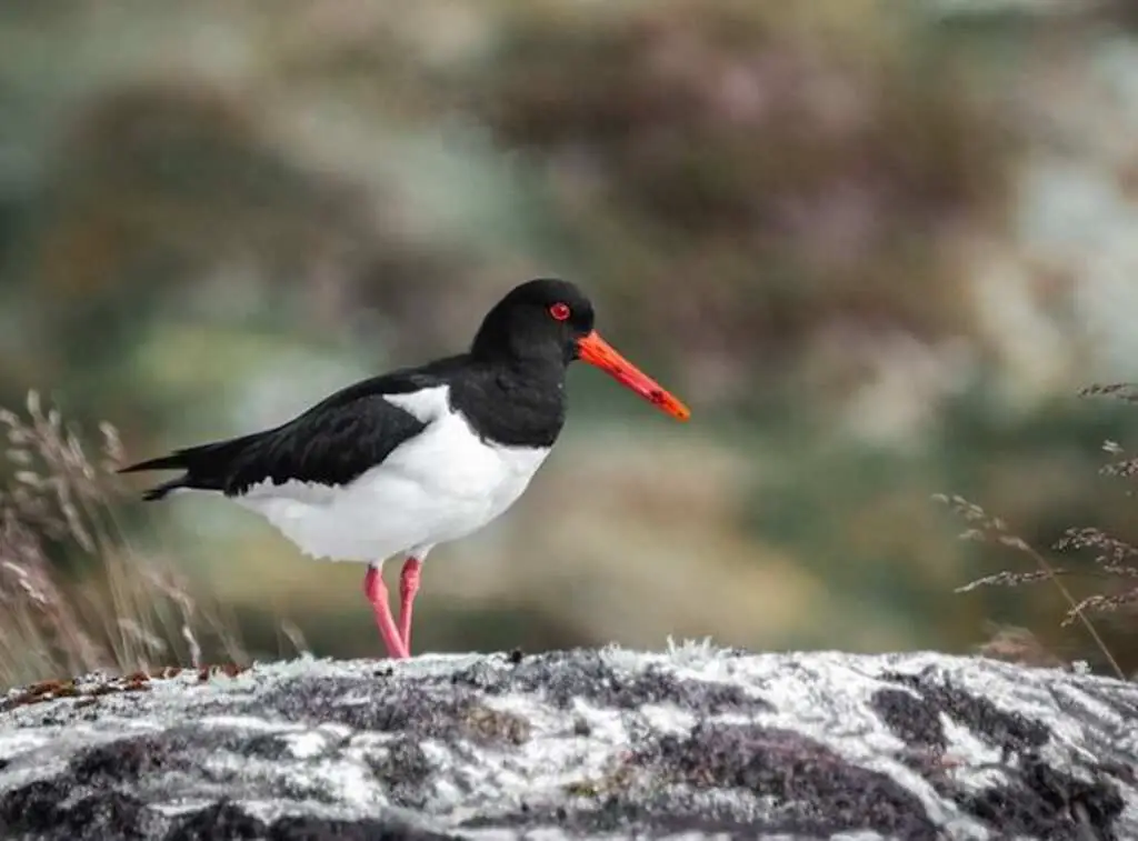 An American Oystercatcher with bright red eyes.