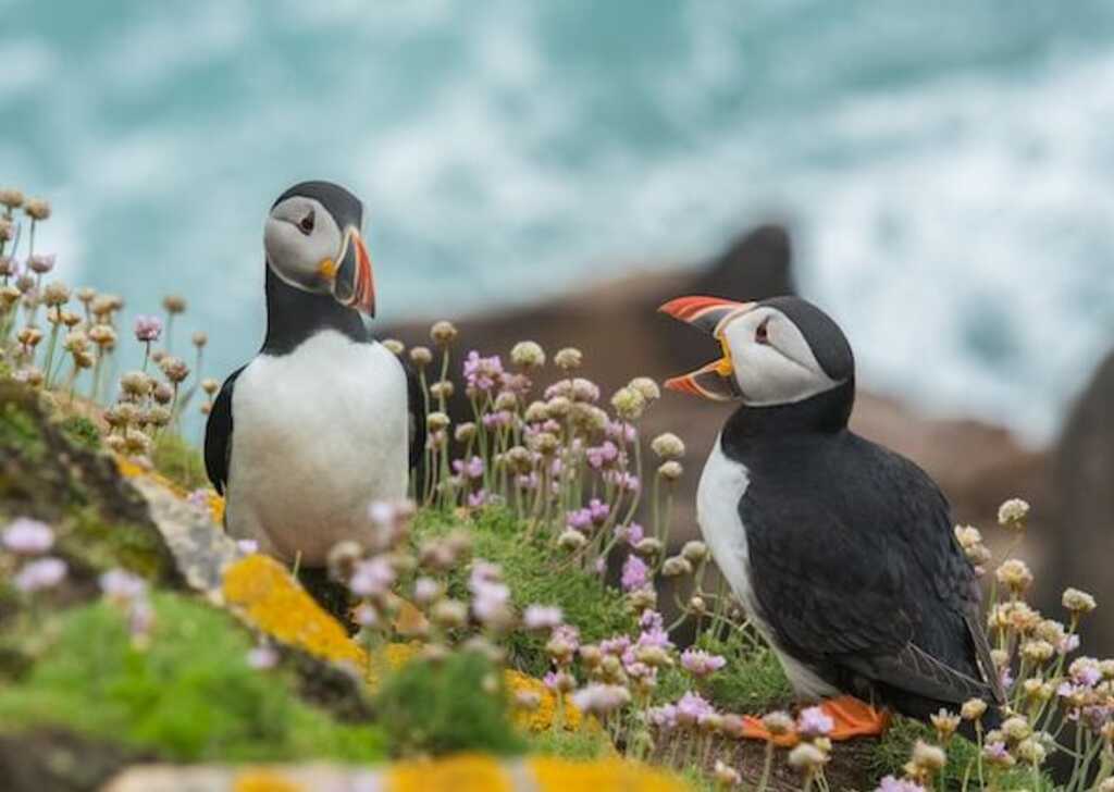 Two Atlantic Puffins communicating with each other.