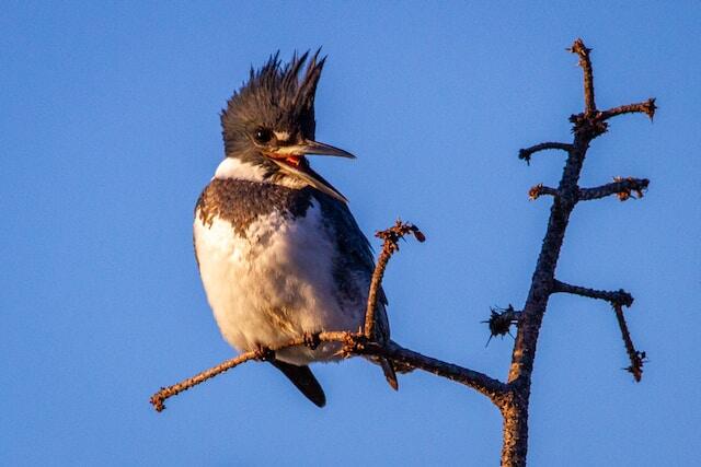 A Belted Kingfisher with its mouth open looking like it wants to burp.