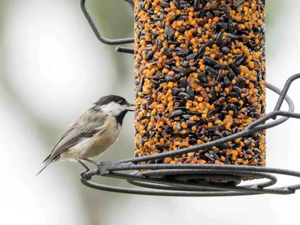 A Black-capped Chickadee eating from a bird feeder.
