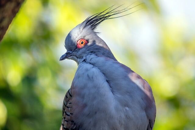 A Crested Pigeon with red eyes.