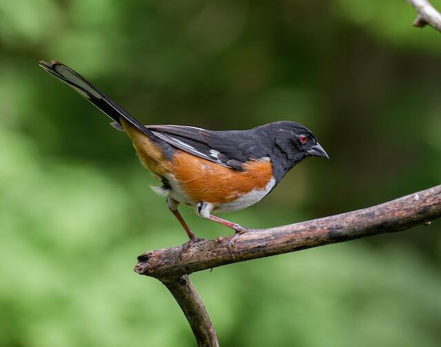 An Eastern Towhee with red eyes perched in a tree.