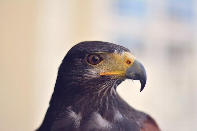 A Falcon showing off its hooked beak.