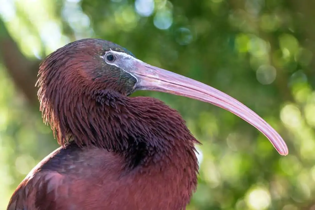A Glossy Ibis with a long beak.