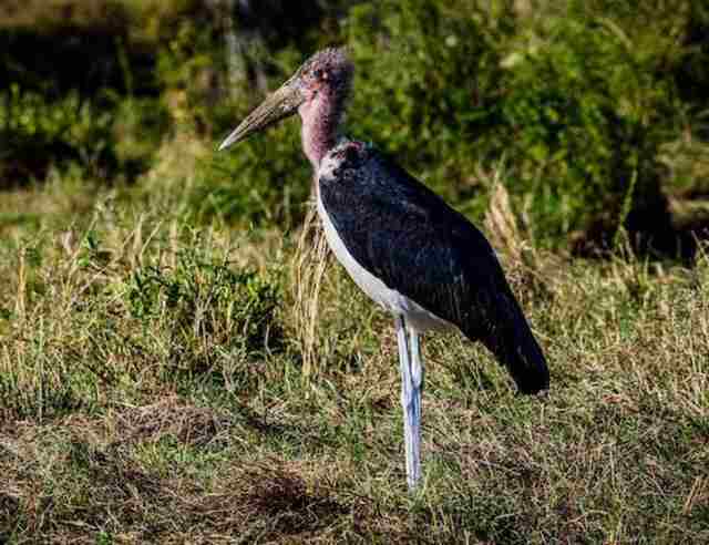 A Marabou standing around.