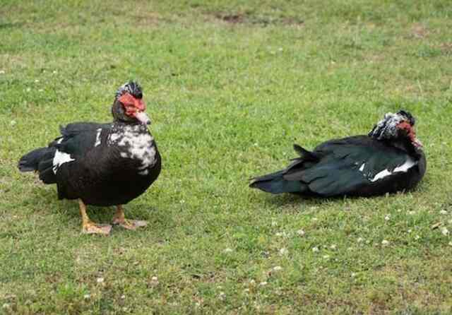 A couple of Muscovy Ducks foraging on grass.