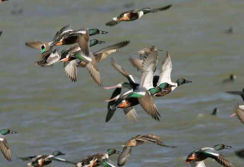 A group of Northern Shovelers migrating.