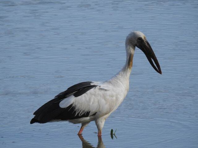 An Oriental Stork with a long beak foraging in a body of water.