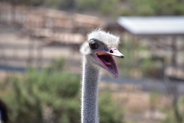 An Ostrich with mouth open looking like its going to burp