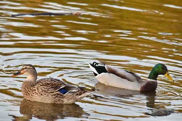 Two ducks floating in the water.