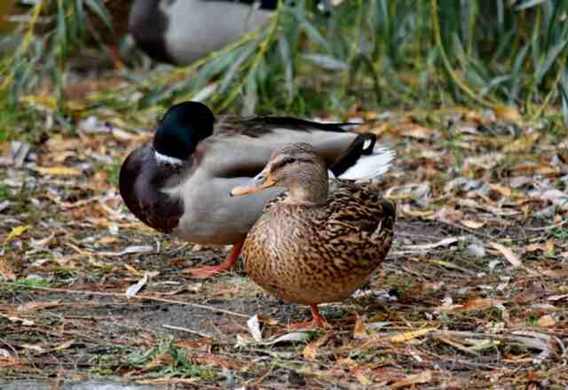 A male and female duck walking together.