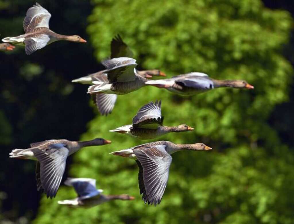 A group of ducks migrating.
