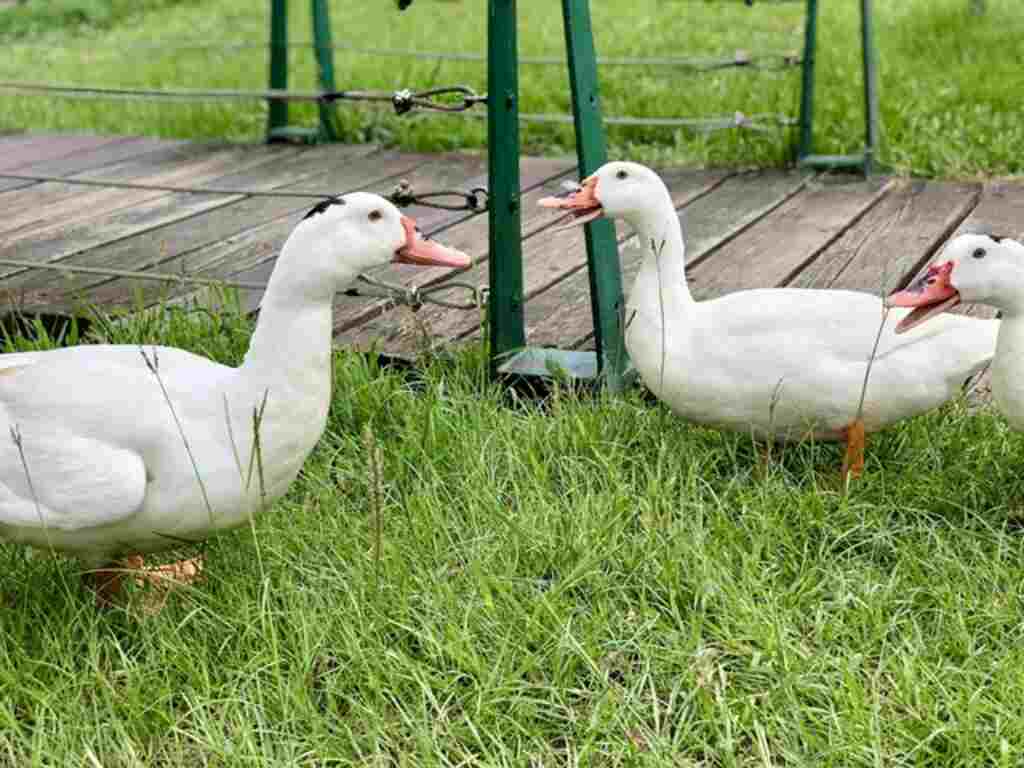 Three white domestic ducks searching for food.