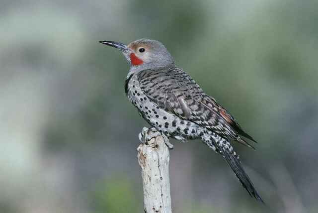 A Northern Flicker perched on a dead branch.
