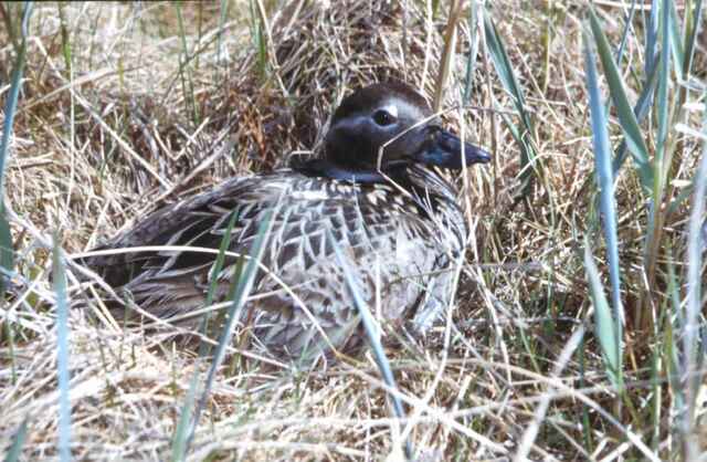 A Long-tailed female in a nest duck incubating its eggs.