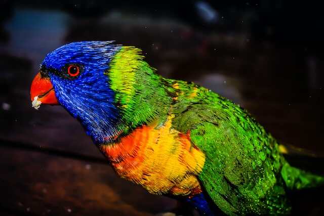 A Rainbow Lorikeet with red eyes.