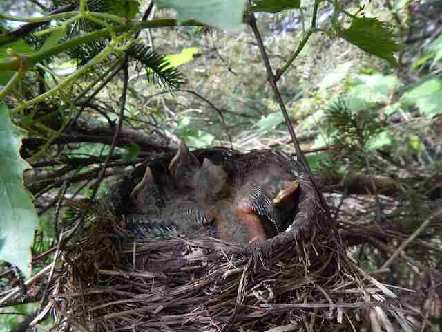 An American Robins nest with babies inside it.