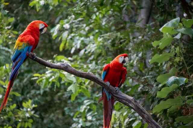 Two Scarlet Macaws perched on a large branch.