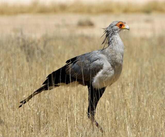 A Secretarybird foraging in a field.