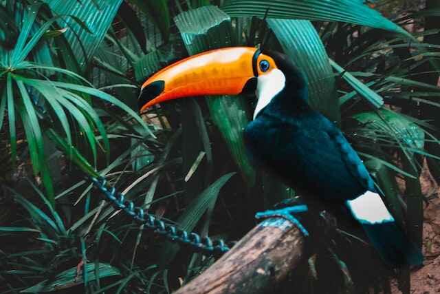 A Toucan with a large beak perched on a railing.