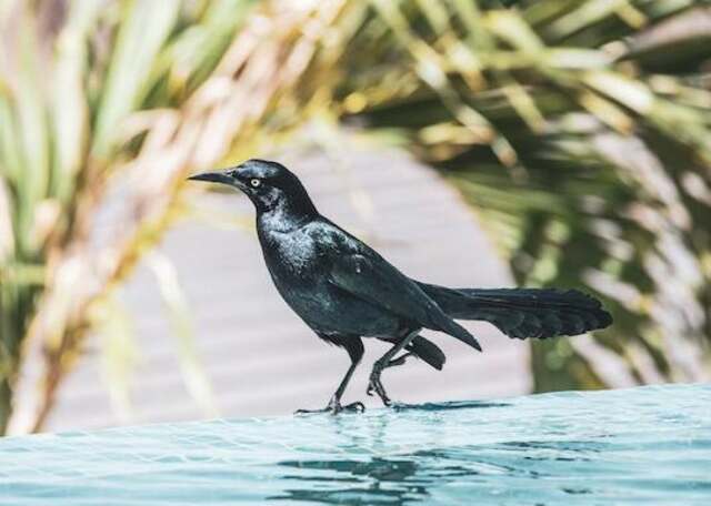 A black bird on the edge of a swimming pool.