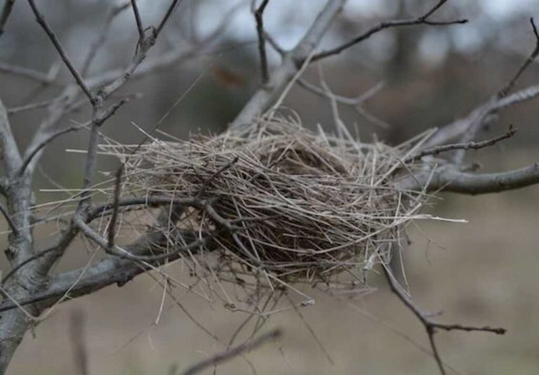 Why Birds Abandon Their Nests? Uncover the Truth Here! Learn Bird Watching