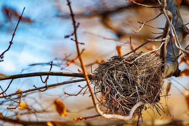 An abandoned nest in a tree.