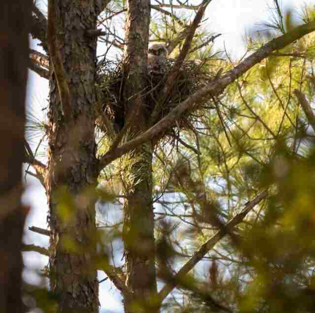 An owls nest up in a tree.