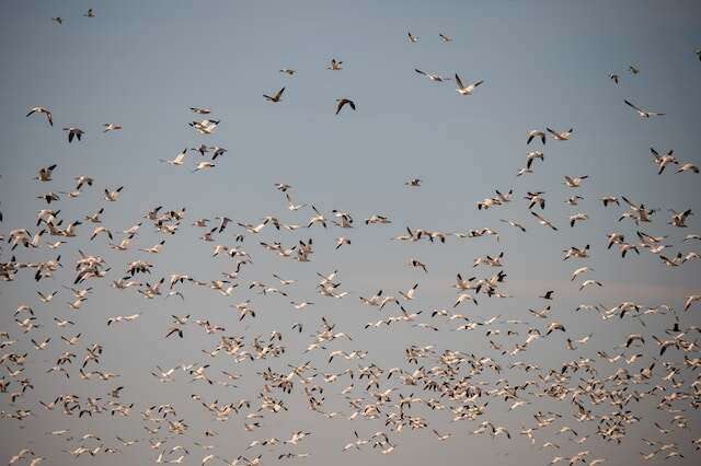 A flock of birds migrating.