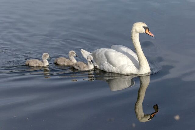 An adult female swan swimming with its cygnets.