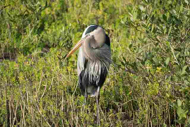 Great Blue Heron sleeping at South Padre Island in Texas