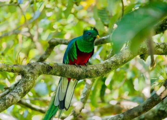Resplendent Quetzal in Bird Costa Rica


