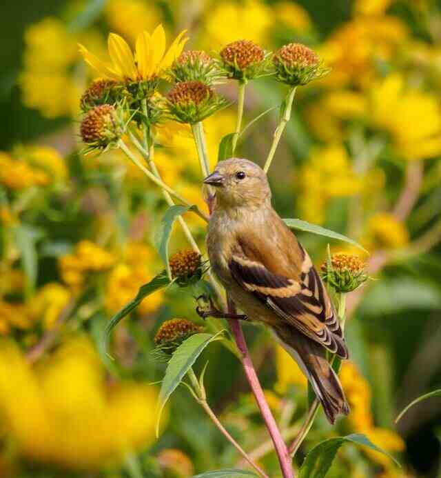 An American Goldfinch perched on a plant in its fall colors.