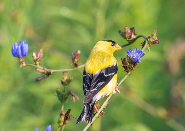 An American Goldfinch perched on a bush.