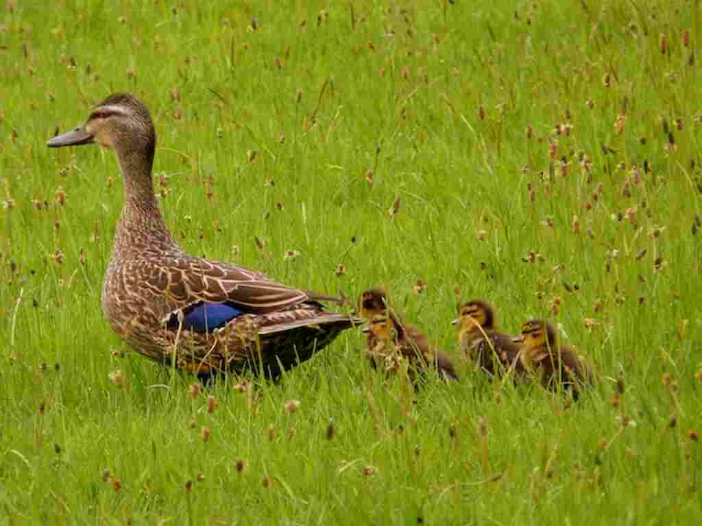 Wild mother duck and her ducklings Pukerau Southland New Zealand