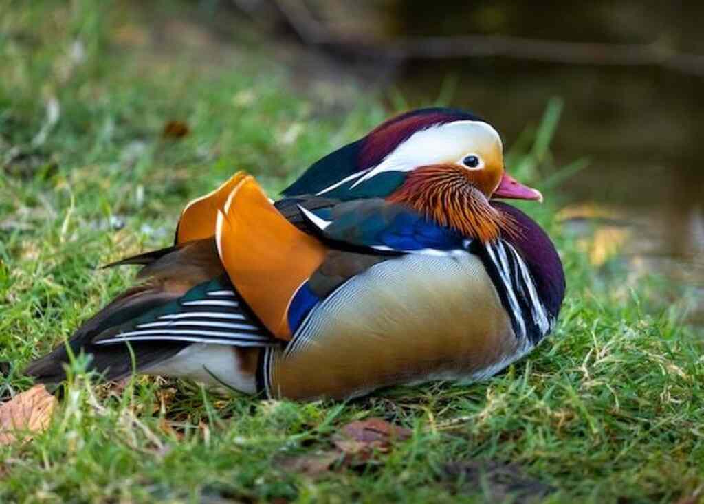 A Mandarin Duck resting on grass.